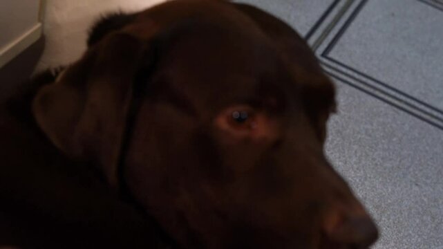 Hand petting brown labrador dog 