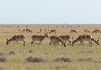 Fototapeta premium Antelope herd grazing peacefully together in a grassy open landscape