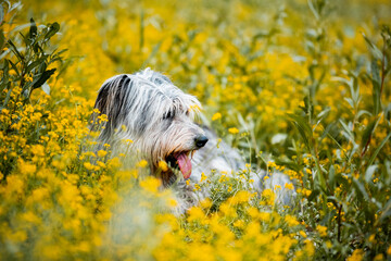 Hund in Blume