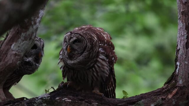 Barred owl hooting in a forest