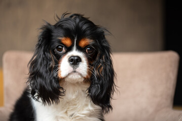Portrait of a cavalier king charles spaniel dog