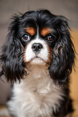 Portrait of a cavalier king charles spaniel dog