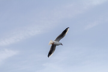 Obraz premium A captivating shot of seagulls soaring over the waters of Istanbul, showcasing the freedom and beauty of these iconic birds. 