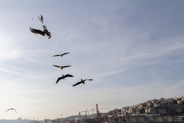 An evocative image of seagulls flying gracefully over the Bosphorus, with the majestic city of Istanbul in the background.