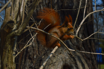 squirrel in tree