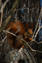 squirrel in the forest