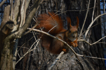 squirrel in the woods