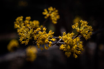 close up of yellow flowers