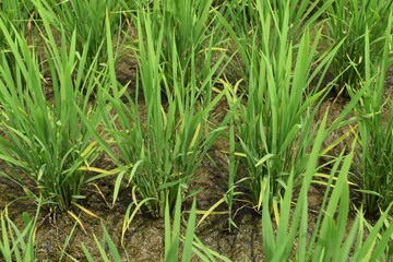 田植え２ヶ月後の水田