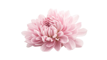 pink chrysanthemum flower with layered petals showcasing its intricate beauty against a clean white background. nature's elegance and is ideal for floral-themed designs or decor