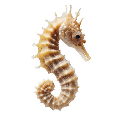 close-up of a seahorse showcasing its unique shape texture and coloration against a plain white background it highlights the beauty of marine life