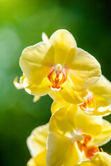 Fototapeta premium yellow Orchid branch on green natural background 