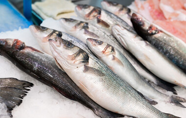 Lubina or sea bass in ice on a fish market counter closeup