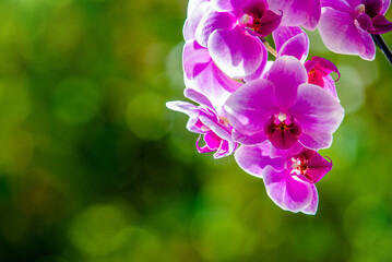 Purple Orchid branch on green natural background
