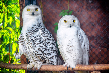 A pair of snowy owls are sitting in the zoo

