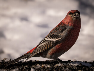 Pine Grosbeak at Sax-Zim Bog in northern Minnesota