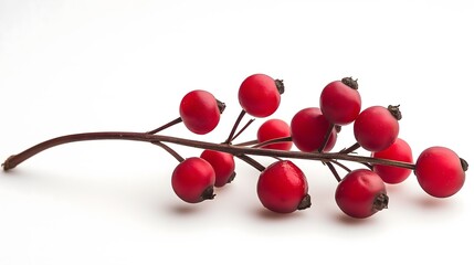 Red Berries on Branch