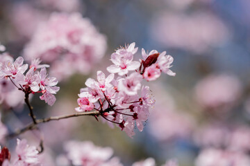kirchbl&uuml;ten cherry