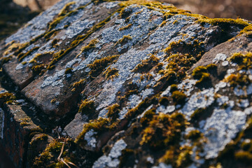 Close up of natural raw tree bark texture with rustic moss and fungus. Solid wood tree trunk with grunge, dirt, and molds on its veins. Seamless background texture
