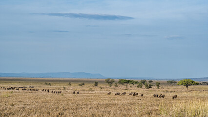 A vast and expansive African Savannah filled with a large Herd of Wildebeests roaming freely Serengeti Tanzania Africa