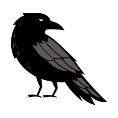 Raven black bird illustration