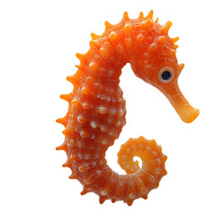 A Graceful Seahorse Floating Near Seaweed Isolated on Transparent Background