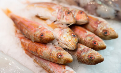 In shop window, whole raw red mullet are presented on ice cushion. Several raw fish of goatfish variety with white meat are in refrigerator window, wide range of fish stores