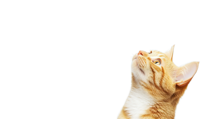 a curious orange cat gazes upwards against a bright white backgr