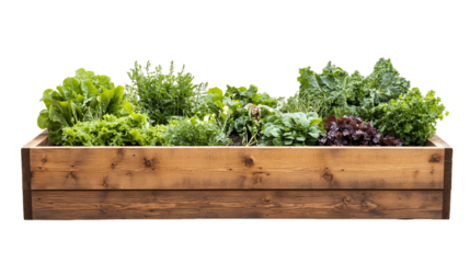 Rustic Brown Wooden Raised Garden Bed with Lush Green Leafy Vegetables, PNG