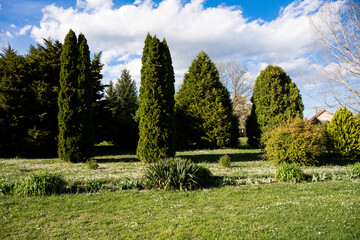 Tannen Baum