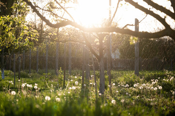 Baum im L&ouml;wenzahnfeld