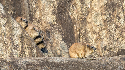 Rock Hyraxes are seen on rocky outcrops, displaying their unique behavior and social nature Serengeti Tanzania Africa