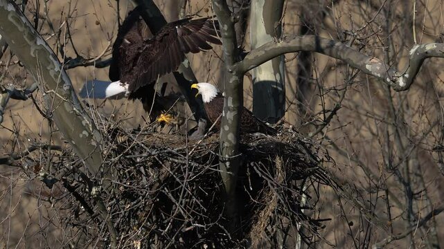 A bald eagle nest with parents feeding a chick