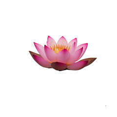 pink water lily