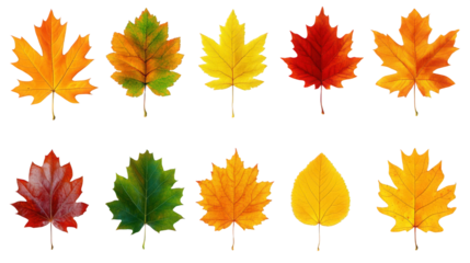 set of autumn leaves