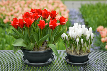 Easter pots with red tulips and white crocuses. Flowers delivery