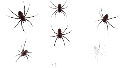 spider and web