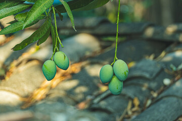 green mangoes on tree