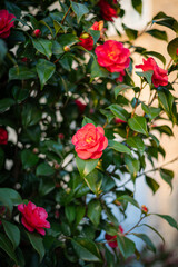 Bud of pink rose on green background