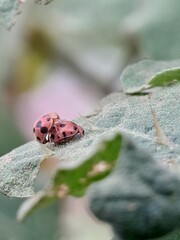 ladybird on a leaf