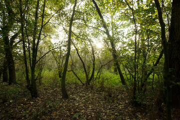 Sunlight filters through trees in serene forest during a peaceful early morning