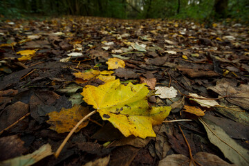 Colorful autumn leaves blanket the forest floor during a serene fall day in the woods