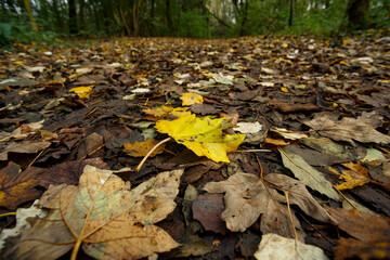 Vibrant autumn leaves blanket the forest floor in a serene natural setting
