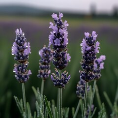 Obraz premium Dew-kissed lavender blooms in field at dawn, aromatherapy