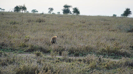 Fototapeta premium Solitary Scavenger in the Vast and Beautiful African Savannah Landscape at Sunset