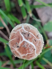 mushroom in the forest