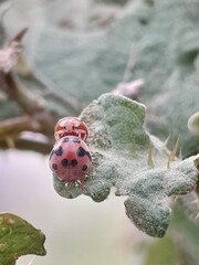ladybird on a leaf
