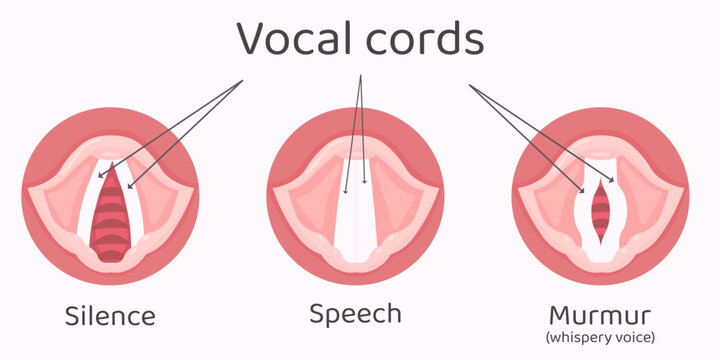 Medical illustration of vocal cord positions during silence, speech, and whispery voice. For anatomy, phonetics, and speech science studies. Vector art.