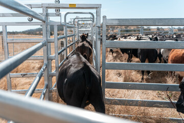 herd of cattle in a cattle yards in a race working stock in summer in australia