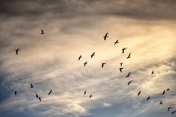 Obraz premium Snow geese migration; Kearney, Nebraska 